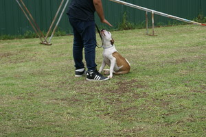 Sydney Dog Training Centre Pic 2