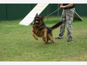 Sydney Dog Training Centre Pic 3