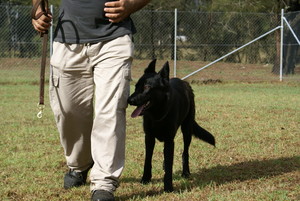 Sydney Dog Training Centre Pic 4 - Dog boarding