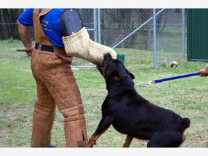 Sydney Dog Training Centre Pic 5 - sydney dog boarding