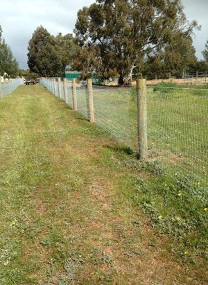 Whiteline Fencing Pic 3 - 1200mm high Equimesh with a top Bayco Sighter Wire Pine posts every 4m with a 190mm Electric Warrata Stand off