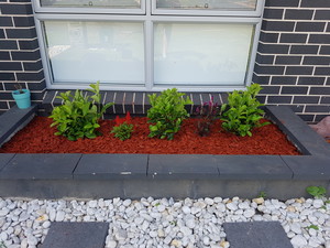 All Green Garden Care Pic 3 - new red bark and shrubs