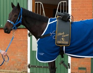 Gippsland Equine Massage Service Pic 3 - Peter moody uses Equissage on Black Caviar