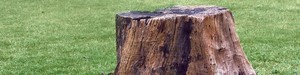 Stump Pro Pic 4