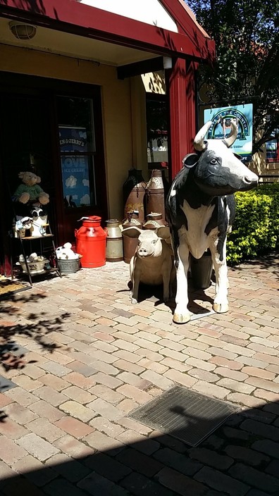 Taste of the Country Pic 2 - The attention grabbing cow outside Taste of the Country