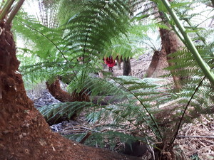 Robin's Nest Bed & Breakfast Pic 2 - Man ferns on the property