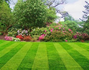 Perfect Mowing Sydney Pic 2 - Lawn Mowing Service Sydney