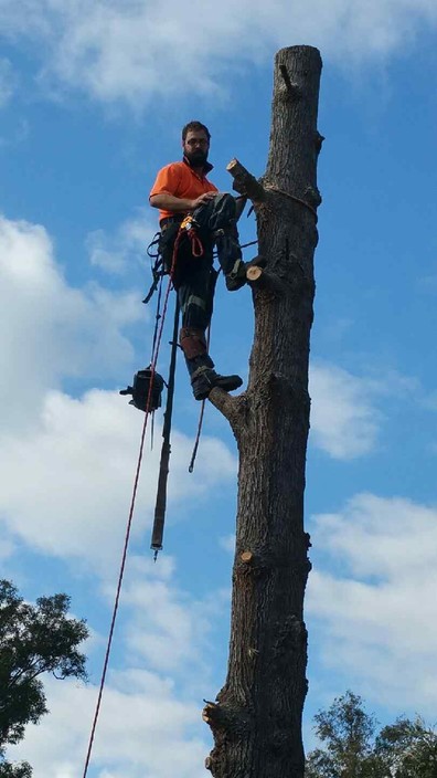 ATR All Tree Removals Pic 1