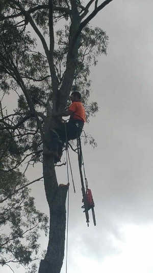 ATR All Tree Removals Pic 3