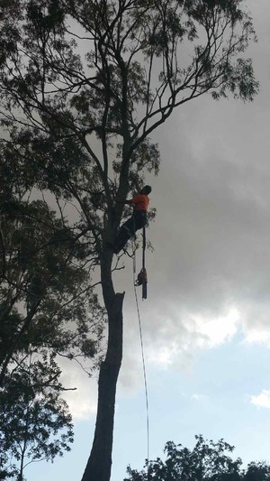 ATR All Tree Removals Pic 4