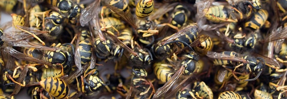 Wasp Removal Waterloo Pic 1