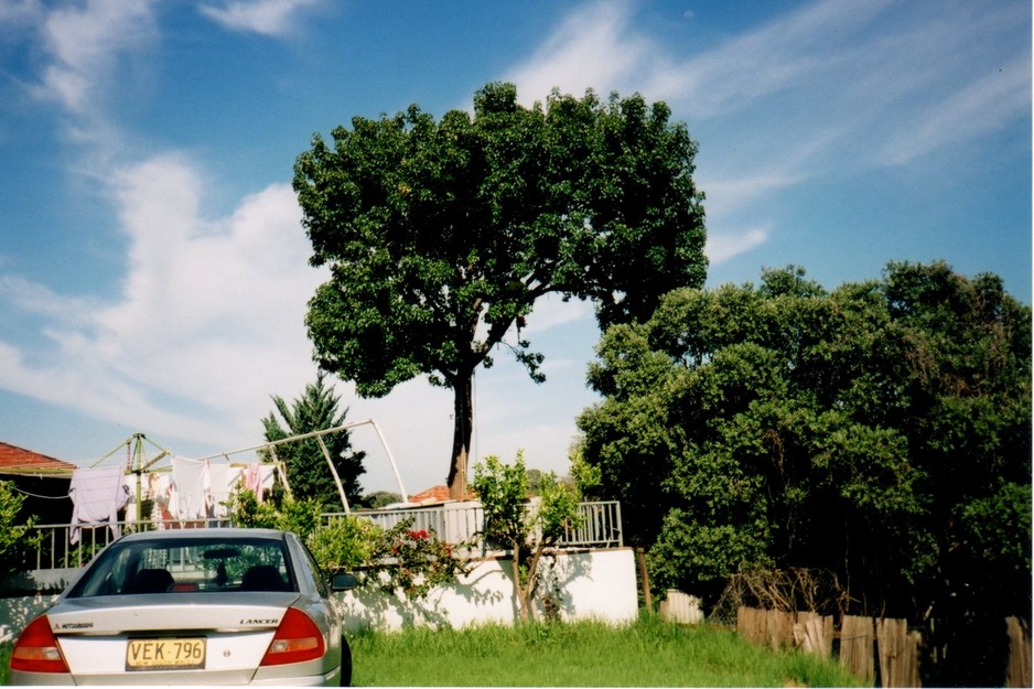 Terrys Trees Pic 1 - Tree Removal