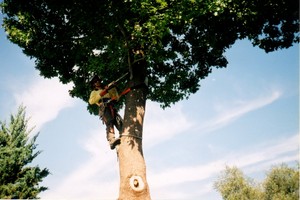 Terrys Trees Pic 2 - Tree Removal