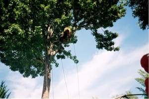 Terrys Trees Pic 3 - Tree Removal