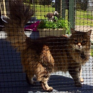 Badger Creek Boarding Kennels & Cattery Pic 5 - One of our cat guests enjoying the sun on the enclosed decking