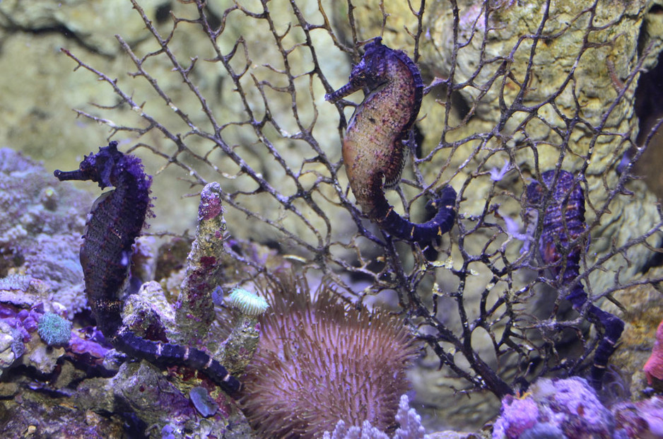 SEA LIFE Sydney Aquarium Pic 1 - Discover beautiful seahorses