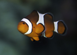 SEA LIFE Sydney Aquarium Pic 3 - Find Nemo in his Sydney home