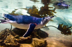 SEA LIFE Sydney Aquarium Pic 4 - See the penguins glide underwater