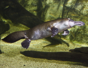 SEA LIFE Sydney Aquarium Pic 2 - Watch the platypuses hunt for food