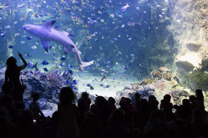 SEA LIFE Sydney Aquarium Pic 5 - Watch the shark feed in the worlds largest Great Barrier Reefthemed exhibit