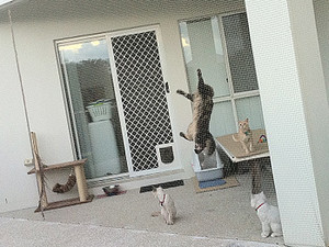 Cat Safe Pic 3 - Sunshine Coast customer