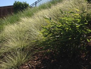 Regenerative Designs Australia Pic 3 - Native Garden Design