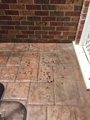 Sydney Wide Pest Solutions Pic 3