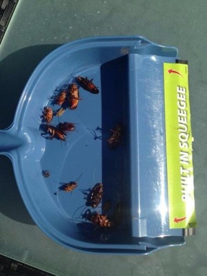 Sydney Wide Pest Solutions Pic 4