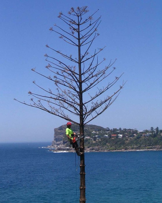 Precision Tree Services Pic 1