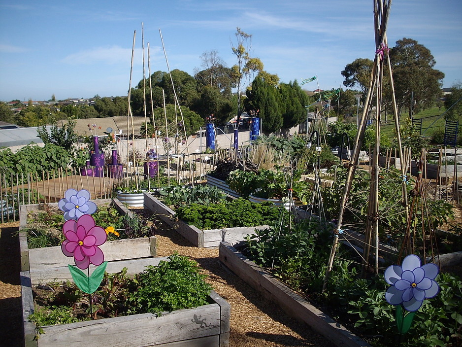 Green Gecko Studios Pic 1 - Woodend Primary School Vegetable Garden