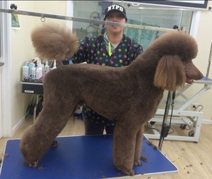 Shampers store dog grooming