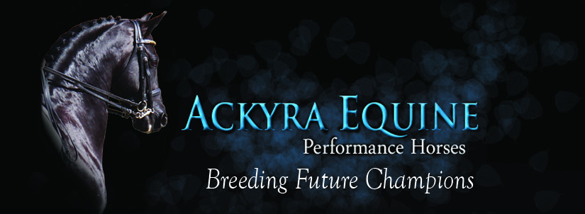 Ackyra Equine Performance Horses Pic 1