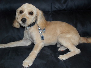 Precious Pawws Dog Grooming Pic 4 - after 2