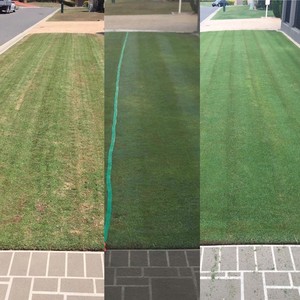 Lawn Core Pic 3 - A month from dethatch and aerate to bestlawninthestreet