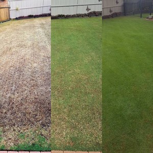 Lawn Core Pic 2 - 3 weeks from scarify and aerate to neighbours green with envy