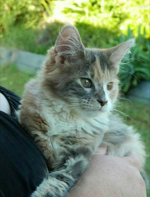 Vakker Maine Coons Pic 2