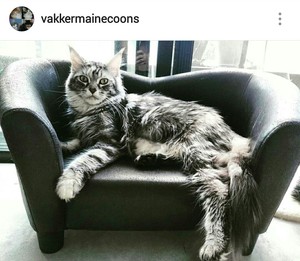 Vakker Maine Coons Pic 5