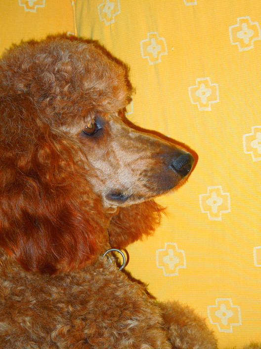 Jazzy Dog Grooming Pic 1