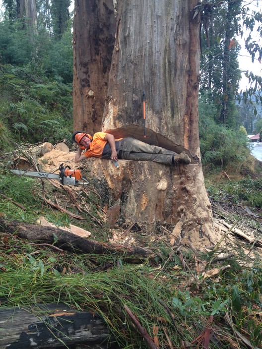 Maroochy Tree Service Pic 1