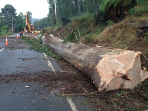 Maroochy Tree Service Pic 2