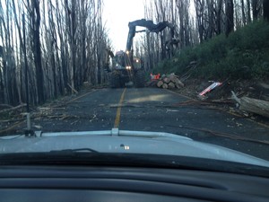 Maroochy Tree Service Pic 4