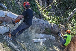 Irwins Tree Care Pic 5