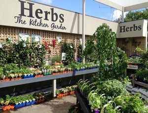 Poyntons Nursery & Garden Centre Pic 4 - Extensive Herb vegetable section