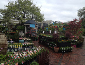 Poyntons Nursery & Garden Centre Pic 3 - Seedlings and potted colour for instant garden makeovers