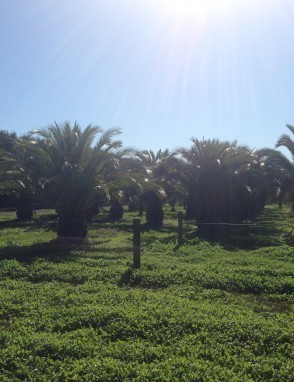 Palm Tree Sales Pic 3