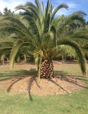 Palm Tree Sales Pic 1 - Canary Palm