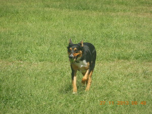 Brisbane City Dog Walking Pic 3 - Fun in the park with Brisbane city dog walking