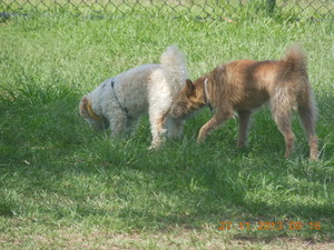 Brisbane City Dog Walking Pic 5 - Making friends with Brisbane city dog walking