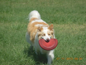 Brisbane City Dog Walking Pic 2 - Playing Frisbee with Brisbane city dog walking