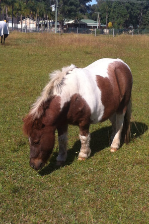 Mulgoa School of Equitation Pic 5 - Patchy